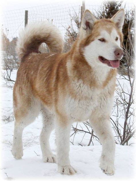 Red Alaskan Malamute Beauty Shes My Dream Dog And Hopefully My Future