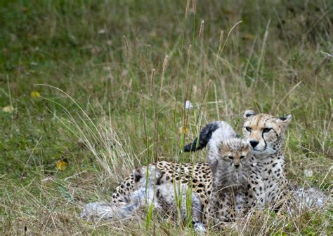 Chester Zoo Cheetah Cubs Kt And Her Cubs Gareth Brooks Flickr