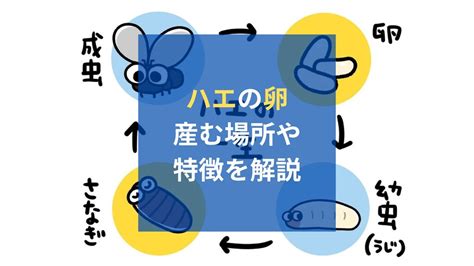 ハエは卵をどこで産む？発生源となる産む場所や駆除・予防方法を解説｜limia リミア