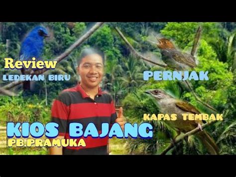 Review Burung Ledekan Biru Prenjak Kapas Tembak Di Pb Pramuka Kios