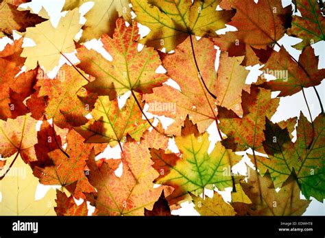 Autumn leaves, collage, (Acer saccharinum) maple leaves Stock Photo - Alamy