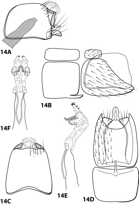 Leucotrichia Denticulata Sp N Umsp000142916 Male Genitalia A Download Scientific Diagram