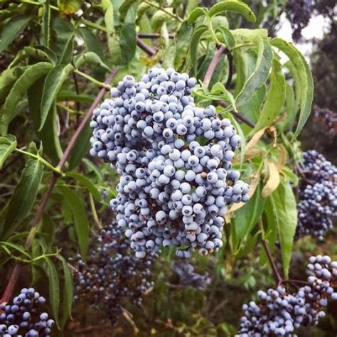 15 Best Blue Fruits Delicious Blue Fruits That Are Blue