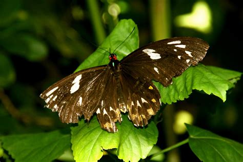 Tattered Wings Old Age Butterfly Butterfly Pavillion In Flickr