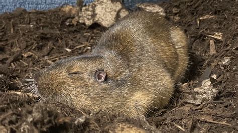 Bottas Pocket Gopher Lindsay Wildlife Experience