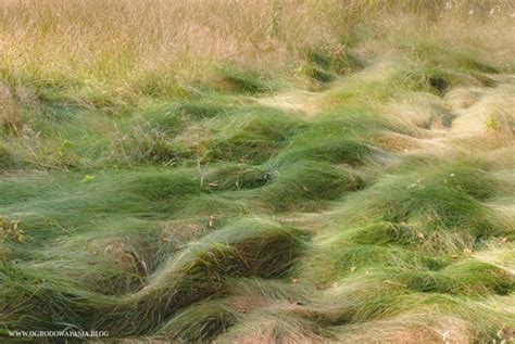 Creeping red fescue lawn | Fescue lawn, Garden design, Lawn