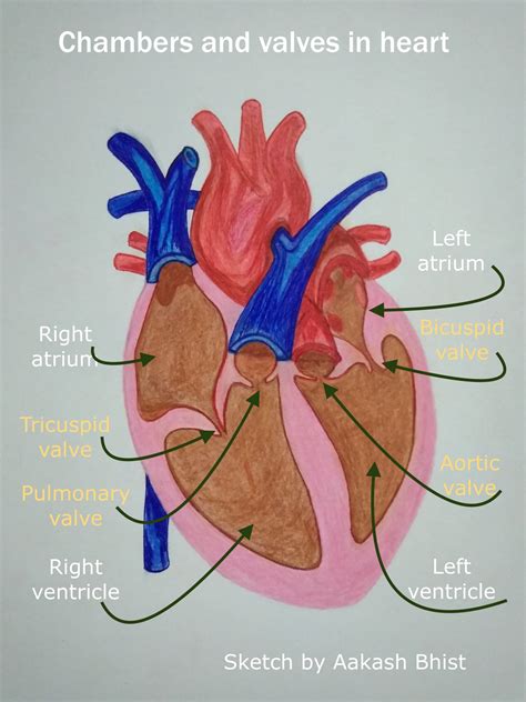 Things You Didnt Know About The Heart Outdoor Education