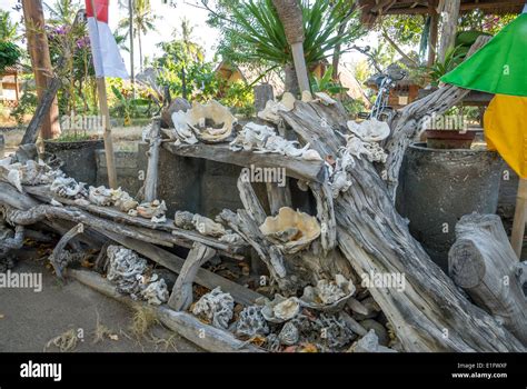 nusa lembongan shells indonesia stock photo alamy