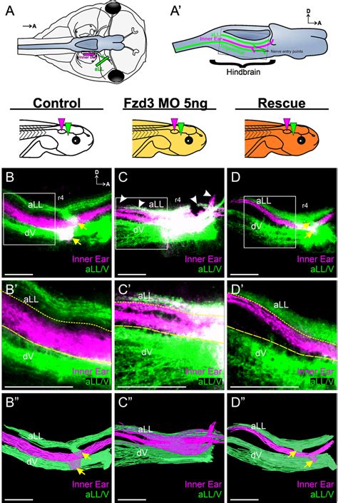 Xenopus Vestibular Afferents Display Aberrant Central Projections