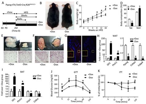 Hedgehog Signaling Via Gli2 Prevents Obesity Induced By High Fat Diet