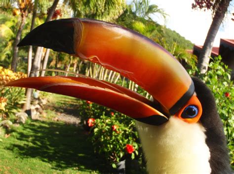 Toucan tongue 1 | Adventures in Toucanland