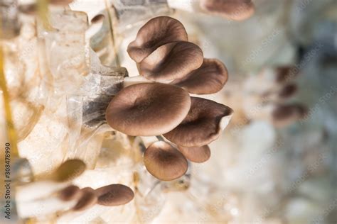 Organic Oyster Mushroom Growing On Soil In Plastic Bag Pleurotus