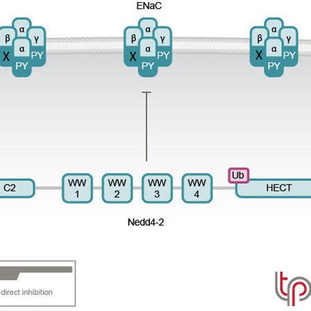 Regulation Of ENaC By Nedd4 2 And Its Impairment In Liddle Syndrome In