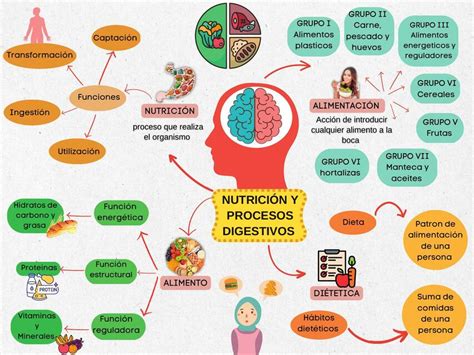 Organizador Gr Fico De La Nutrici N Margarita Zamora Udocz