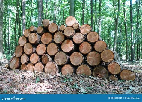 Felled Timber Log Pile Stack In Forest Stock Image Image Of Clearing