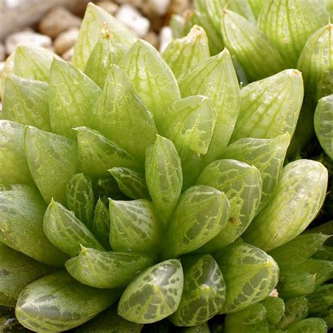 Haworthia Cooperi Succulent Haworthia Cooperi Survival Gardening