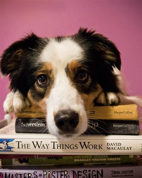 Ci Da: Good Dog: Dog training tip o' the day: Train smarter, not harder.
