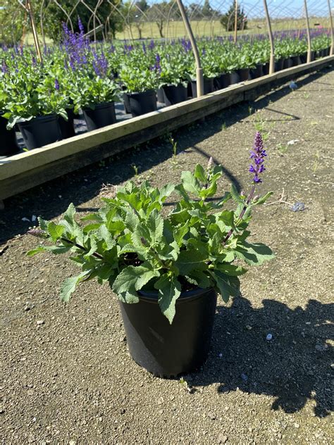 Weekly Availability – Medford Nursery