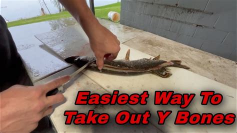 How To Take Y Bones Out Of Northern Pike Youtube