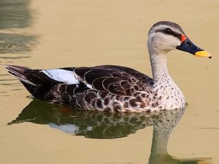 Indian Spot Billed Duck Anas Poecilorhyncha Birds Of The World