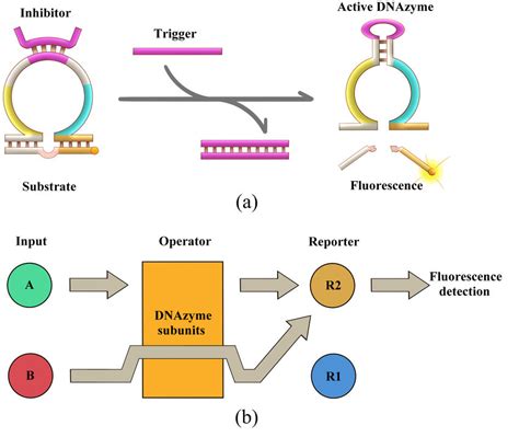 A The Activating Mechanism Of Dnazyme B Schematic Of The Sequential