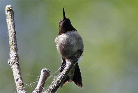 Colibri à gorge rubis Ruby throated Hummingbird Laparair Flickr