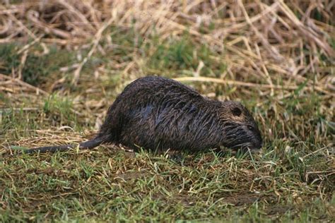 Nutria - Invasive Species Council of British Columbia