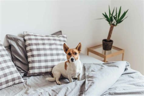 Conoce Los Pros Y Contras De Dormir Con Tu Perro Conociendo A Mi Perro