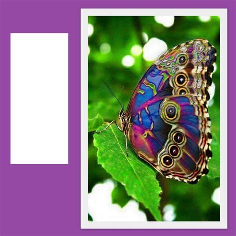 MARIPOSAS BLAUES WUNDER Montage Photo Pixiz