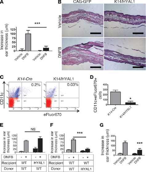 Figure From Hyaluronan Digestion Controls Dc Migration From The Skin