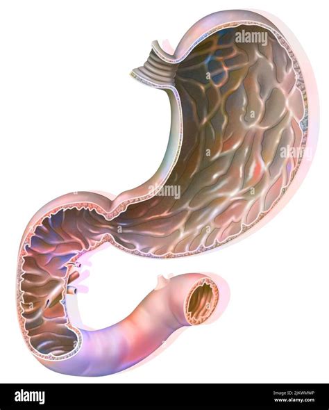 Anatomia Dello Stomaco Immagini E Fotografie Stock Ad Alta Risoluzione