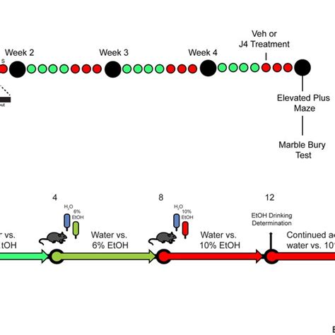 A Schematic Representation Of Chronic Intermittent Ethanol CIE