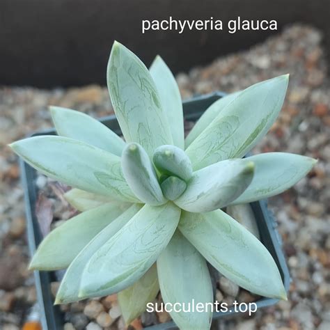 Pachyveria Glauca Cactus Shop