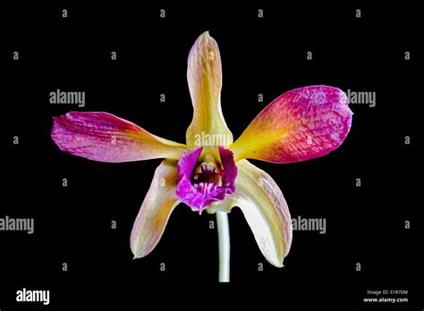 Orchid in black background Stock Photo - Alamy