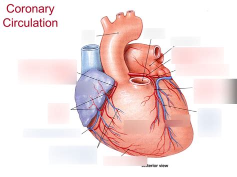 Lec Coronary Circulation Anterior View Diagram Quizlet