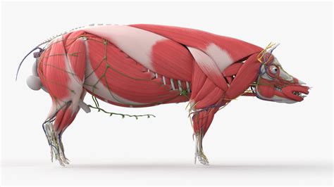 Full Male Pig Anatomy Static 3D model - TurboSquid 1934212