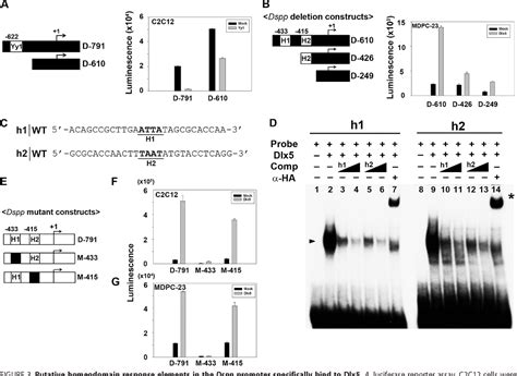 Figure 1 From The Canonical Bmp Signaling Pathway Plays A Crucial Part