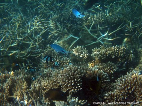 Snorkeling in Blue Bay Marine Park | Snorkeling in Mauritius