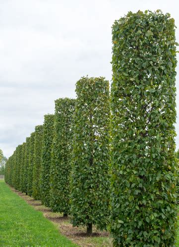 Sylinderformet Agnbøk Carpinus betulus Tommys Planter