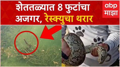 Nashik Yeola Python शेततळ्यात सापडला तब्बल 8 फुटांचा अजगर वन्यजीव