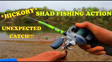 I WAS NOT EXPECTING THIS CATCH Fishing For Hickory Shad Catfish On