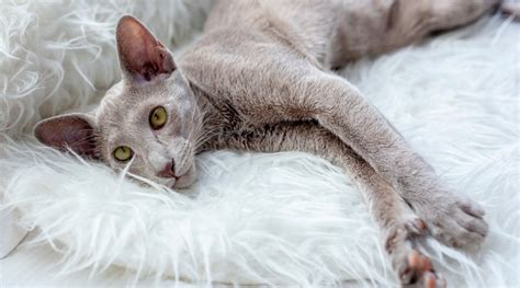 Oriental Shorthair Cat Breed Profile Care Traits Facts More Love