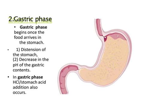 Hormonal Control Of The Gastrointestinal Tract Ppt