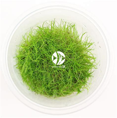 ROŚLINY IN VITRO Eleocharis Acicularis Kubek 5cm Akwarystyczny24 pl