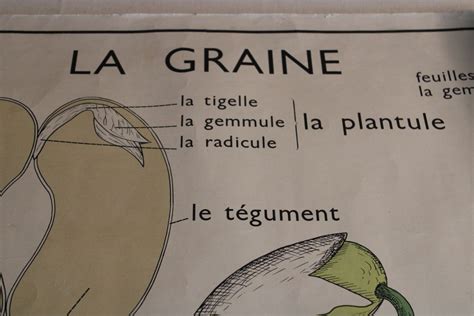 Ancienne Affiche La Graineles Fruits