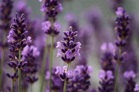 How to Grow Lavender Indoors