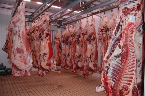 Messina Sequestrato Allevamento Di Bovini Infetti La Cui Carne Sarebbe