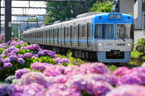 京王井の頭線浜田山の紫陽花 Hiroの鉄旅ブログ