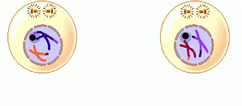 Prophase 1 diagram - sekarestaurant