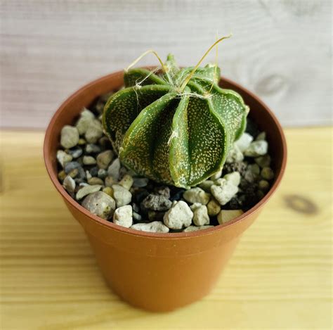 Astrophytum Capricorne Major